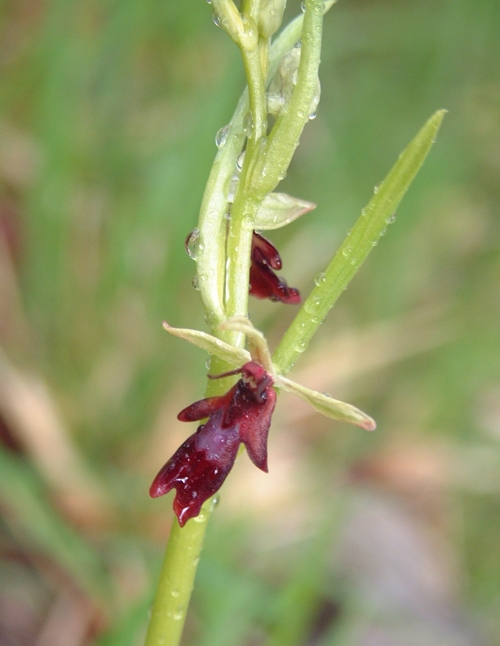 Ophrys insectifera